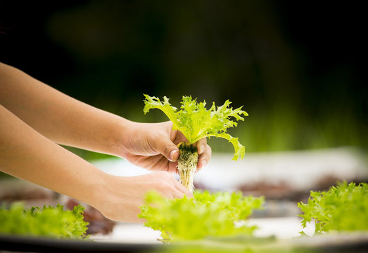 Grow Up! Discover the Benefits of Hydroponic Tower Systems