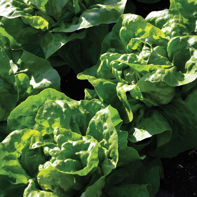 Elfsys Bundle - Summer Lettuce Mix