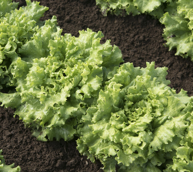 Elfsys Bundle - Summer Lettuce Mix
