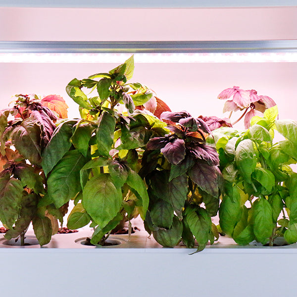 Grow Kit