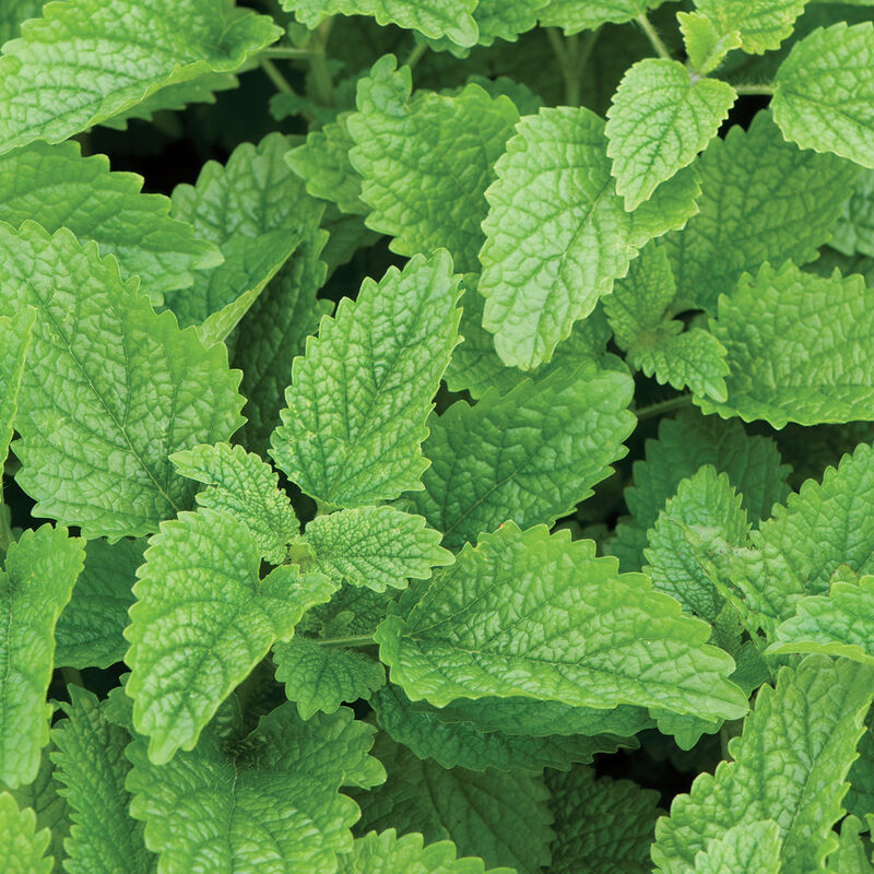 Elfsys Bundle - Spring Herb Mix