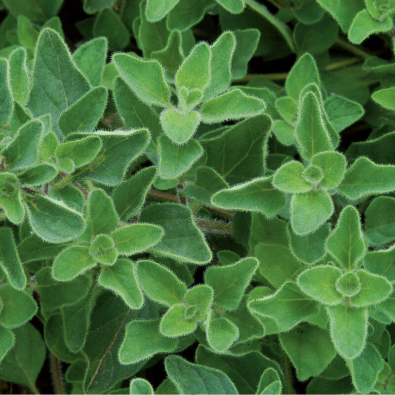 Elfsys Bundle - Spring Herb Mix