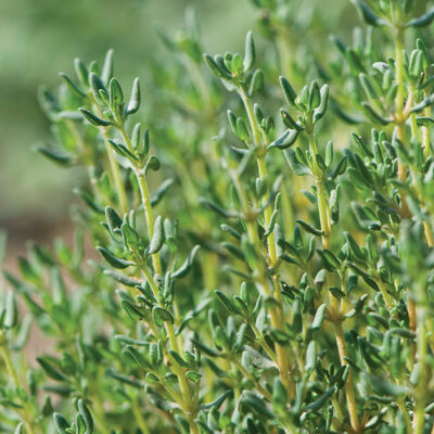 Elfsys Bundle - Spring Herb Mix