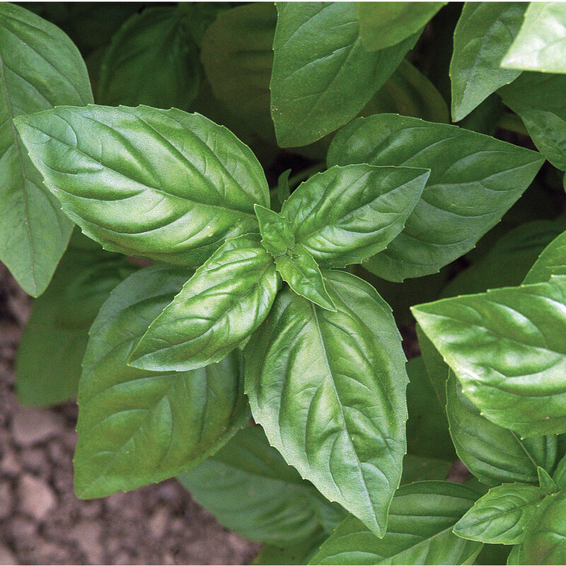 Elfsys Bundle - Spring Herb Mix