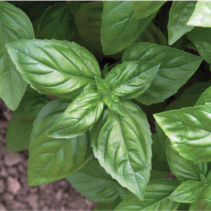 Elfsys Bundle - Spring Herb Mix