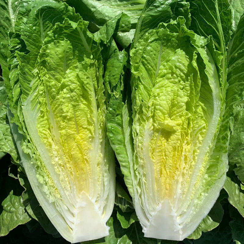 Elfsys Bundle - Spring Lettuce Mix