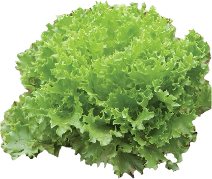 Elfsys Bundle - Spring Lettuce Mix
