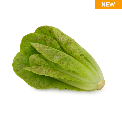 Elfsys Bundle - Fall Lettuce Mix