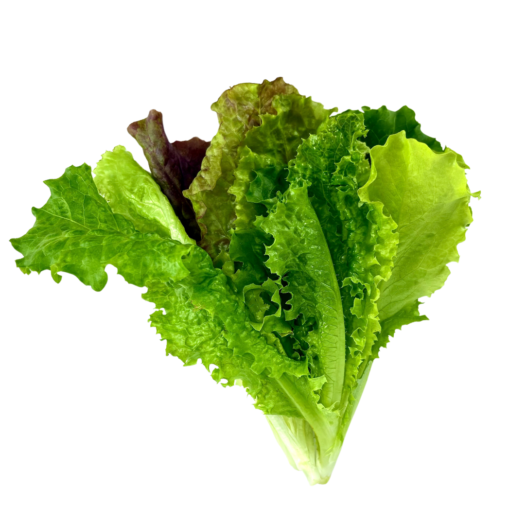 Elfsys Bundle - Spring Lettuce Mix