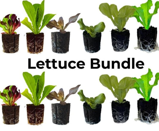 Elfsys Bundle - Fall Lettuce Mix