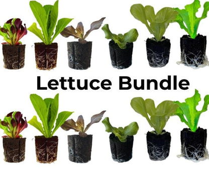 Elfsys Bundle - Spring Lettuce Mix