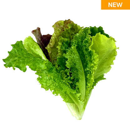 Elfsys Bundle - Fall Lettuce Mix