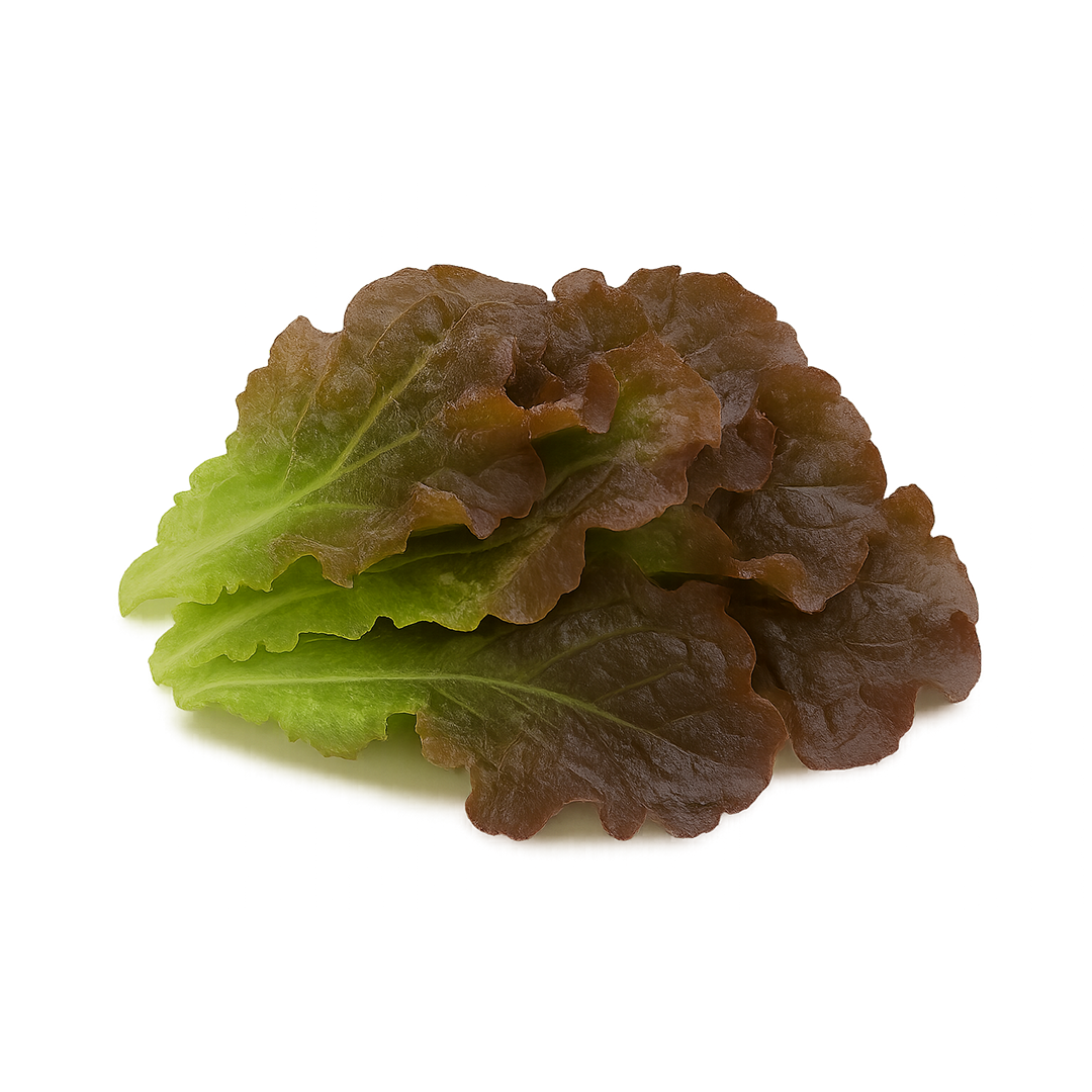 Elfsys Bundle - Fall Lettuce Mix