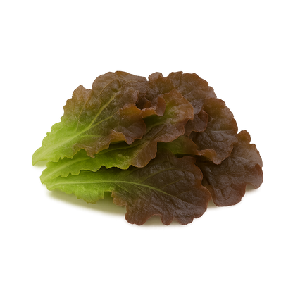 Elfsys Bundle - Fall Lettuce Mix