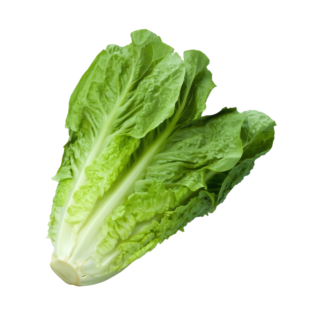 Elfsys Bundle - Fall Lettuce Mix