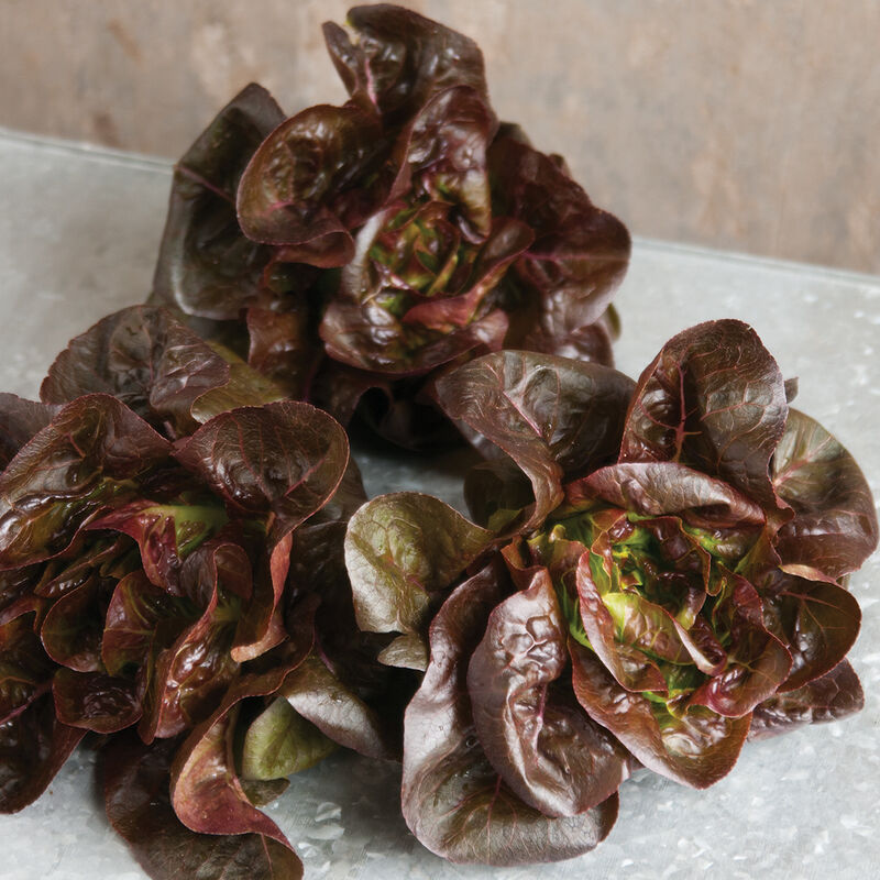 Elfsys Bundle - Spring Lettuce Mix