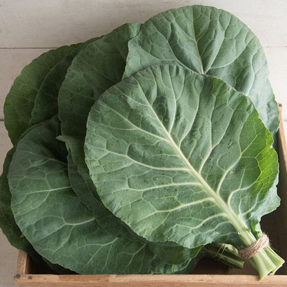 Elfsys Bundle - Spring Greens Mix